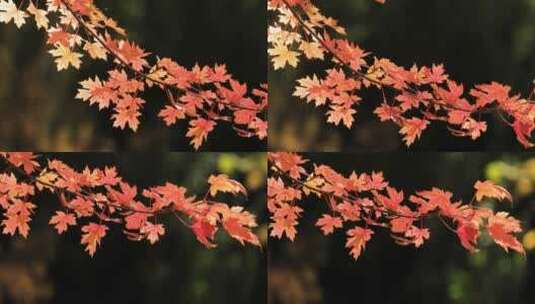 4K拍摄秋天的枫叶高清在线视频素材下载