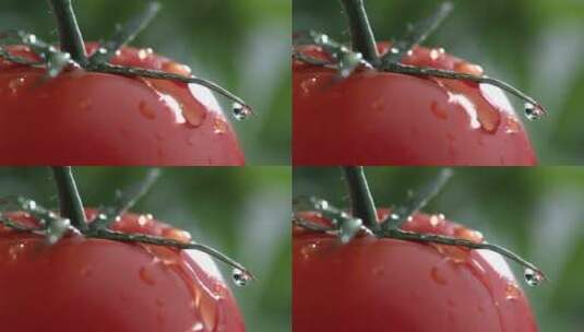 水滴顺着红色番茄落下高清在线视频素材下载