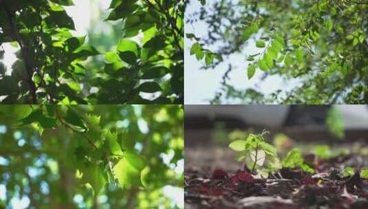 绿色树叶子逆光高清在线视频素材下载