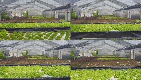 一排新鲜蔬菜花园植物产业高清在线视频素材下载