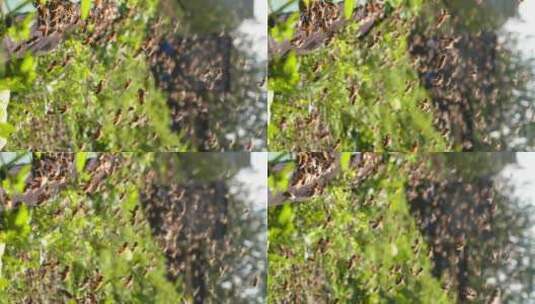 特写慢镜头春天的蜜蜂高清在线视频素材下载
