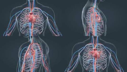 医学人体器官心脏跳动三维动画高清在线视频素材下载