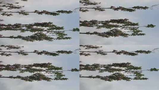 风中的花树高清在线视频素材下载