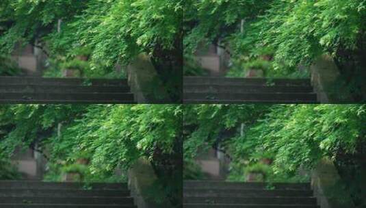 微风吹动阶梯上的枫树叶高清在线视频素材下载