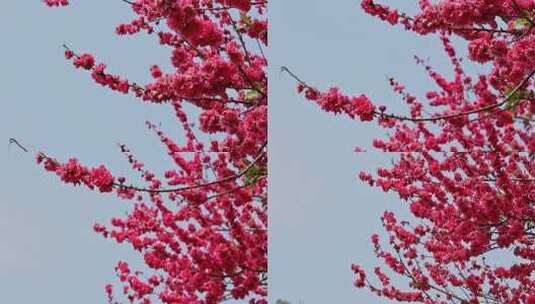 春暖花开桃花盛开高清在线视频素材下载