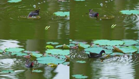 荷塘里的水鸭在觅食C高清在线视频素材下载
