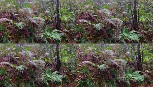 雨天深山登山植物路边野草-自带雨天音频高清在线视频素材下载