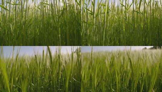 水稻田飘过的特写镜头高清在线视频素材下载