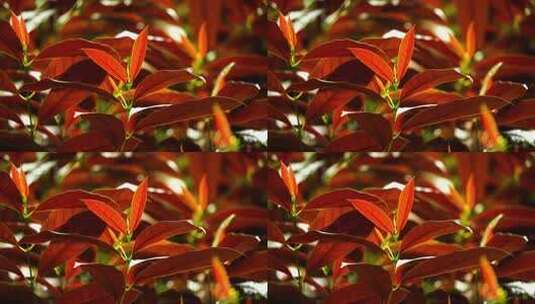 观叶植物红背桂花F高清在线视频素材下载