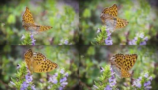 蝴蝶飞蛾花朵采食花蜜微距特写高清在线视频素材下载