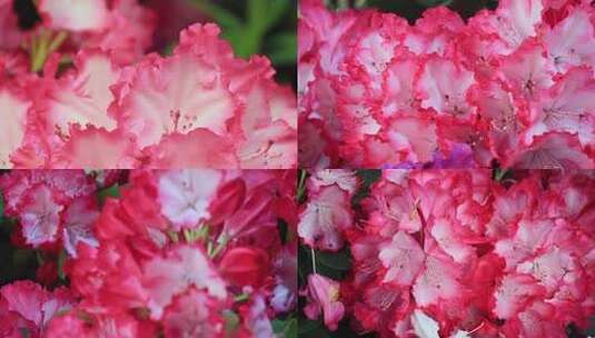 粉红色贵州贵妃高山杜鹃花淡红花朵高清在线视频素材下载