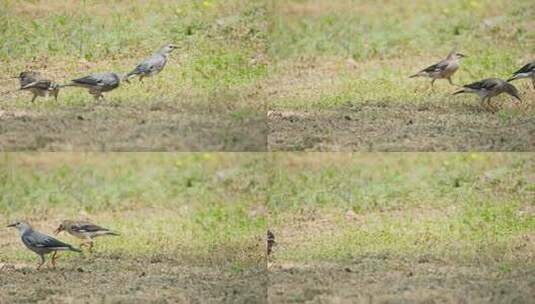 几只椋鸟在草地上觅食实拍高清在线视频素材下载