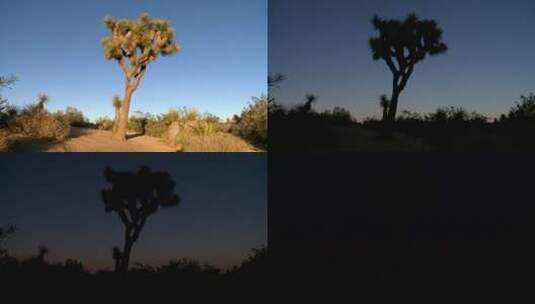 约书亚树沙漠日落高清在线视频素材下载