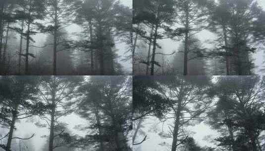 阴雨天气迷雾森林高清在线视频素材下载
