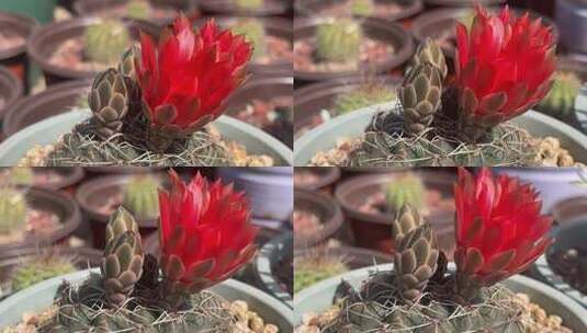 盛开的绯花玉花朵仙人球高清在线视频素材下载