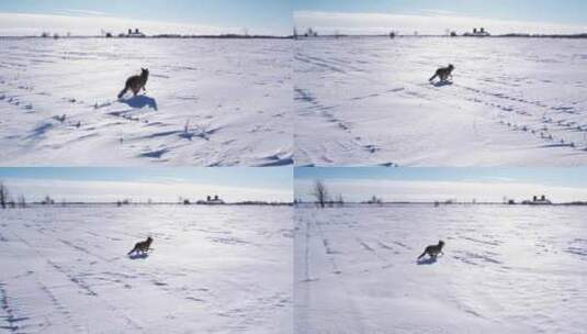 狼跑过雪地高清在线视频素材下载