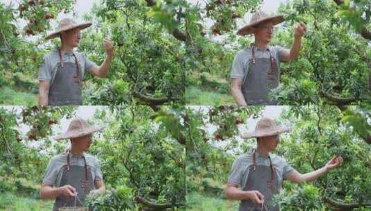 男性农民在果园采摘杨梅高清在线视频素材下载