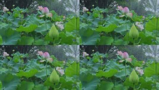 夏天雨水荷花荷叶雨滴雨景高清在线视频素材下载