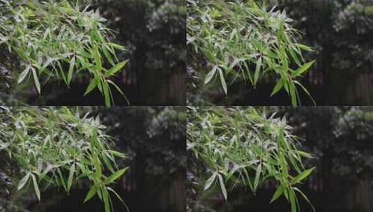 竹子竹叶雨水4k升格慢镜 沉浸式 禅意高清在线视频素材下载