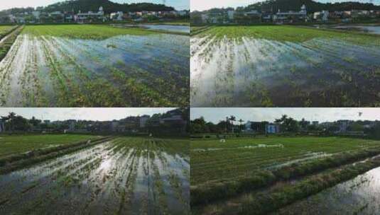 4K升格白鹭群飞湿地乡村农田生态保护航拍高清在线视频素材下载