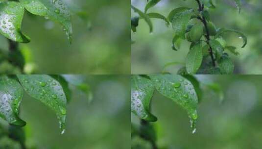 唯美雨景李子青李高清在线视频素材下载