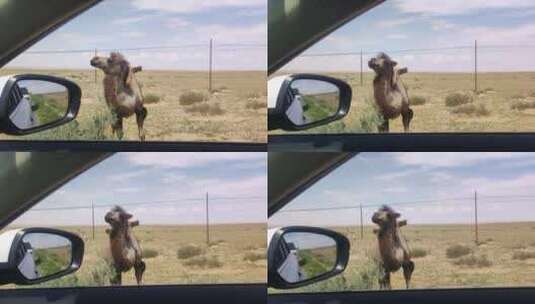 车窗外的骆驼高清在线视频素材下载