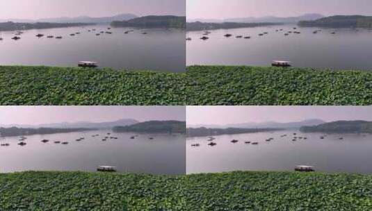 杭州西湖荷花 曲院风荷 游船 西湖高清在线视频素材下载