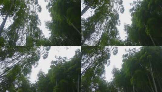 抬头看竹林 天空高清在线视频素材下载