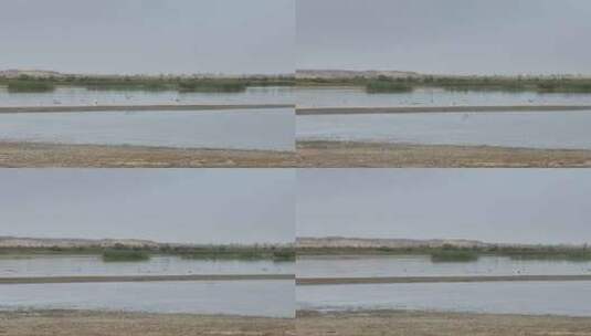4k航拍黑河湿地水鸟鹤高清在线视频素材下载