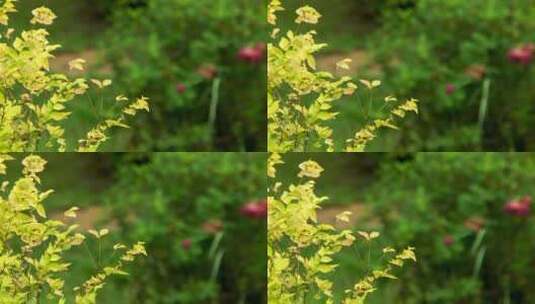 秋雨过后金黄色叶子绿色草地高清在线视频素材下载