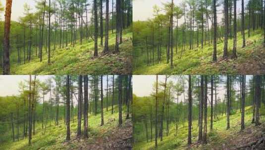 森林树木松林高清在线视频素材下载