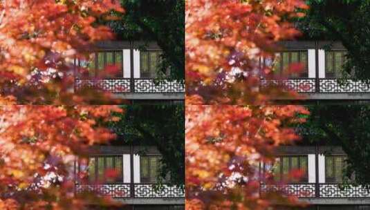 江南园林南京愚园庭院里古风建筑和红枫风光高清在线视频素材下载