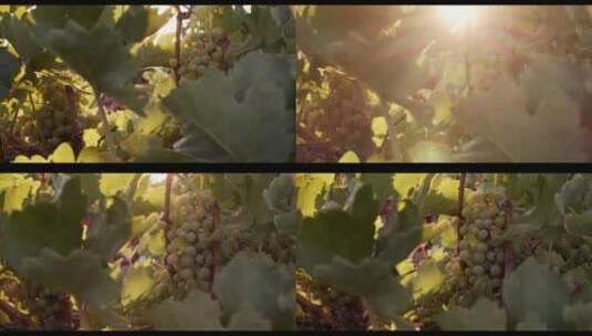 葡萄葡萄园 葡萄成熟采摘高清在线视频素材下载