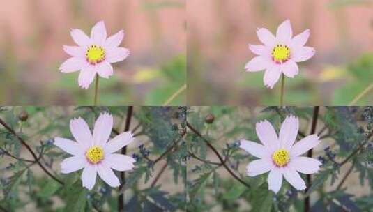一朵花实拍高清在线视频素材下载