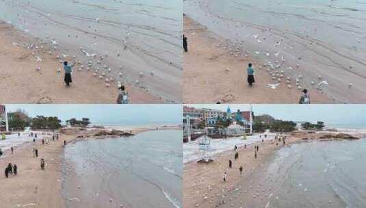 海边成群的海鸥高清在线视频素材下载