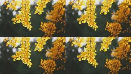 秋季美景 金黄色的树叶高清在线视频素材下载