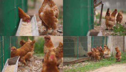 农业养殖养鸡鸡吃食高清在线视频素材下载