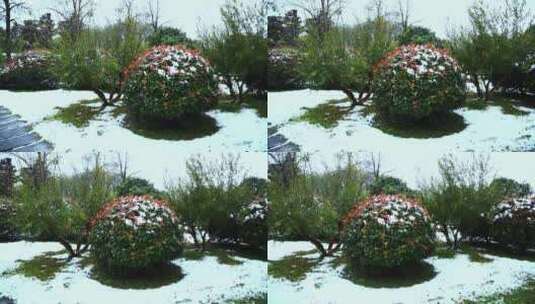冬天唯美雪景绿叶红花上的雪高清在线视频素材下载