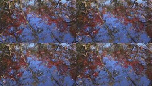 秋天唯美红叶红枫倒映在水里高清在线视频素材下载