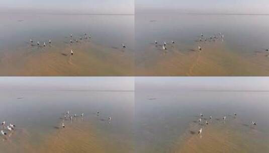 鄱阳湖候鸟航拍高清在线视频素材下载