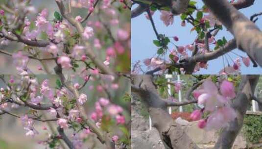 春天秋天樱花树枝叶植物特写风景视频素材高清在线视频素材下载