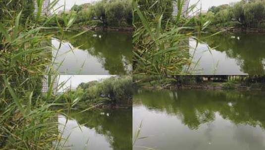 湖水水草和水面的倒影高清在线视频素材下载