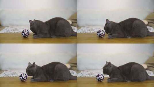 宠物猫 猫咪高清在线视频素材下载