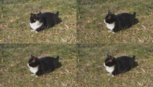 黑猫趴在草坪上晒太阳高清在线视频素材下载