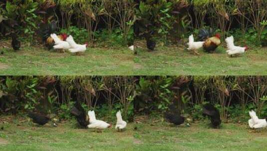 鸡 散养鸡 绿色生态散养鸡高清在线视频素材下载