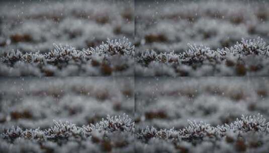 雪花特写雪景下雪天大雪纷飞白雪皑皑雪风景高清在线视频素材下载