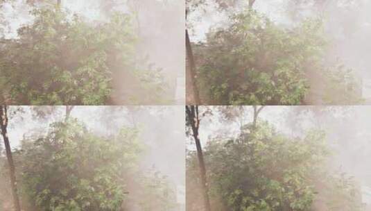 雾天阳光透过树林高清在线视频素材下载