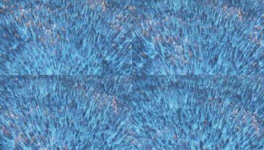 鸟瞰蓝色雪原松林红树梢高清在线视频素材下载