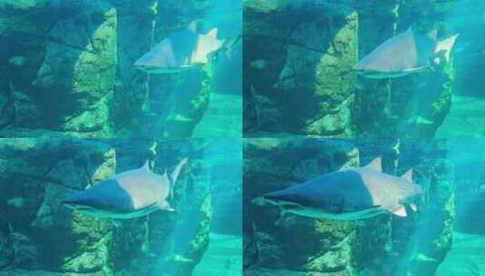 海底世界水族馆里的鲨鱼高清在线视频素材下载