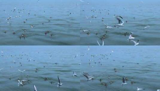 海面上成群白海鸥 成群野鸭 2366高清在线视频素材下载